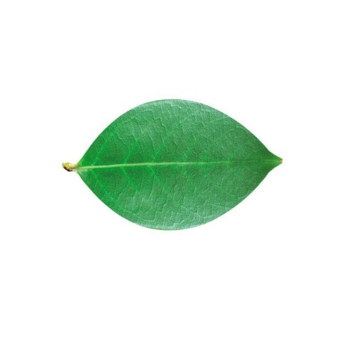 2c239f07cce4426b7f4f8c73ecbc08f7