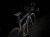 Speed Concept SLR 9 AXS 2025 - Zielony/czarny_3